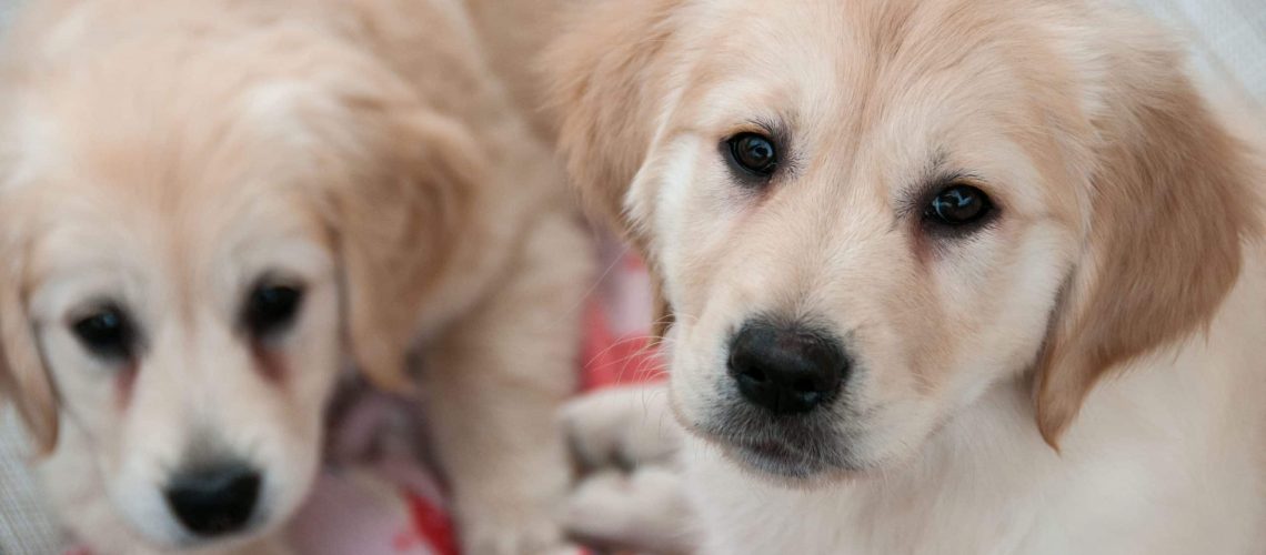 Small dog breeds