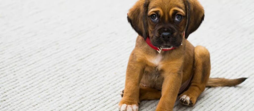 How much does a dog cocktail stick cost?