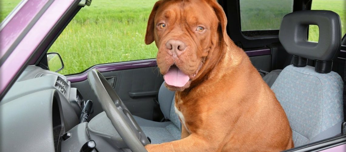 How to transport your dog safely!