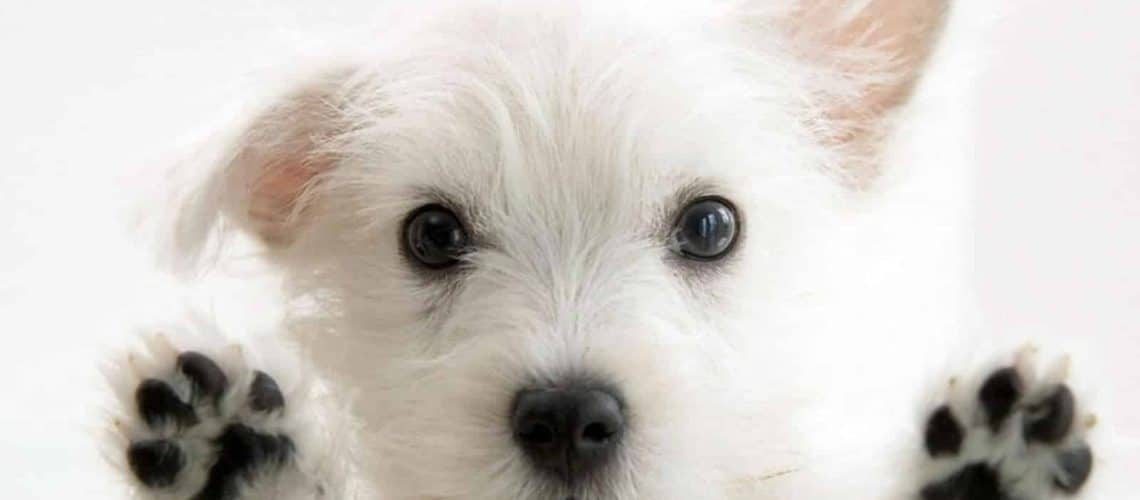 What are the costs of an MRI scan for a dog?