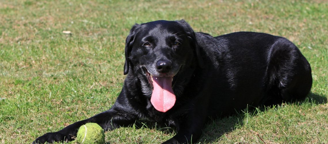Which dog is right for me?